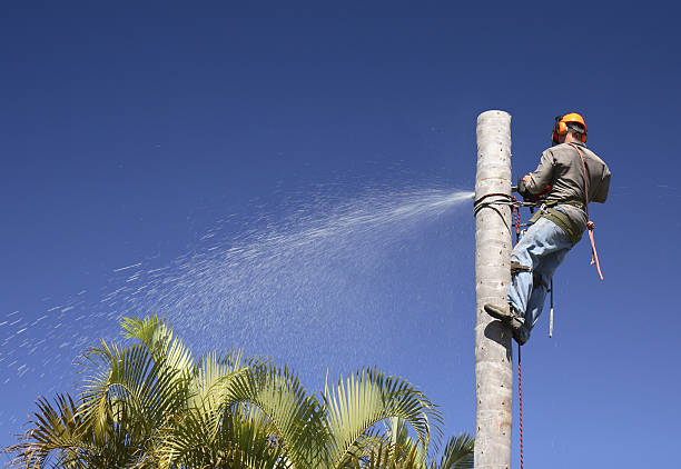 Trusted Watsonville, CA Tree Care Experts