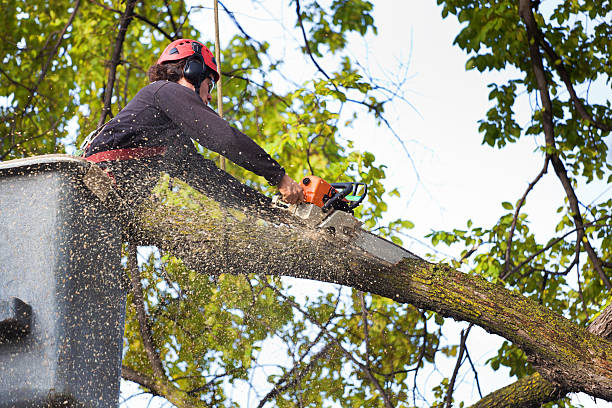 How Our Tree Care Process Works  in  Watsonville, CA