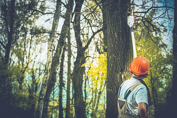 How Our Tree Care Process Works  in  Watsonville, CA
